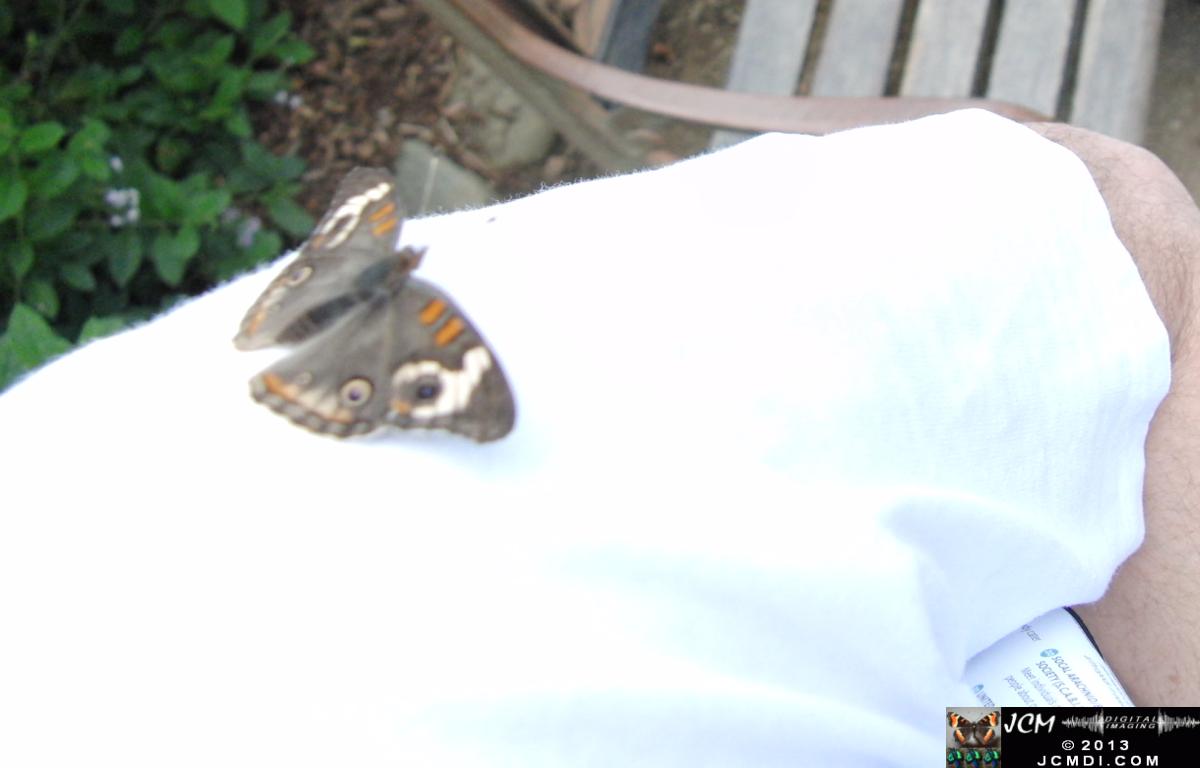LANHM Pavillion of Wings 2013 Buckeye on Sleeve